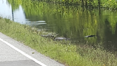 Big alligator on the side of the highway eating an armadillo